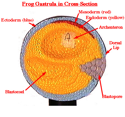 dorsal lip of blastopore dorsal lip of blastopore