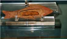 British museum. Fish mummy.